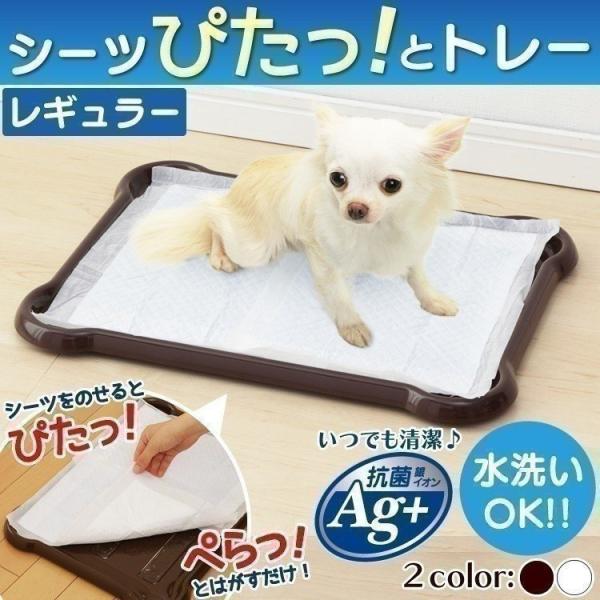 V[c҂ƃg[ M[ P-SPT ACXI[}@p@gC