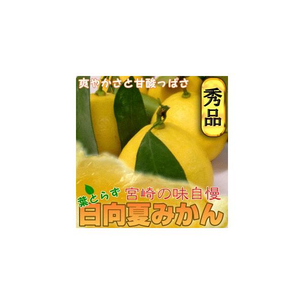 タマチャンショップ 日向夏 みかん 11〜13玉入り 宮崎産 大玉 種 タマチャンショップ 日向夏 みかん 11〜13玉入り 宮崎産 大玉 種