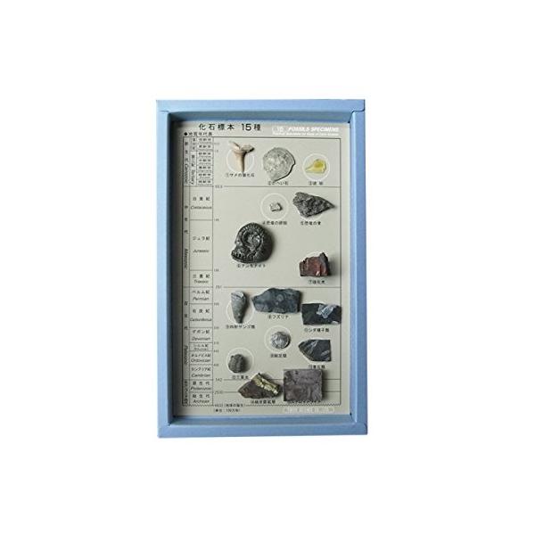 【ご購入後の当店からの連絡はご登録のメールアドレスに通知いたします。必ずご確認ください】地質年表と各国産の化石標本のセットです。レプリカではありません。すべて本物の化石です。箱の裏には各化石の解説が載っています。箱の大きさ：127×200mm