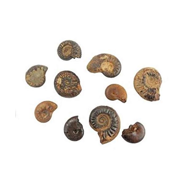 【ご購入後の当店からの連絡はご登録のメールアドレスに通知いたします。必ずご確認ください】●小型のものがザクザク入った化石標本。●サイズや形は不揃いですが、とてもお求めやすくなっています。●見るだけではなく、生徒一人ひとりに渡して観察できるの...