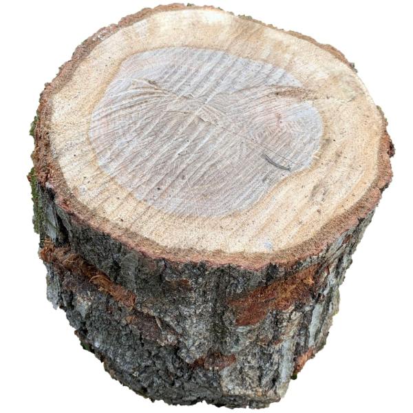 【商品概要】画像はおおまかな大きさになります。様々な形、大きさである丸太の中から、選定者である鈴木悠平が、感覚で選んでいるので、同じものはひとつとしてございません。割れにくいものを選びだしておりますが、絶対に割れないわけではございません。繊...