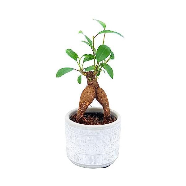 ガジュマル 鉢植え 2号 観葉植物 ミニ 本物 多幸の木 誕生日 お祝い