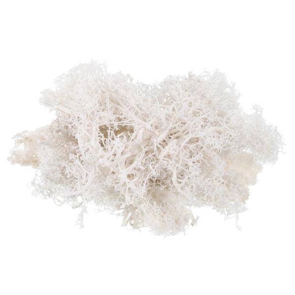 【商品概要】重量：50g/1.8OZ; カラー：ホワイト; 材質：乾燥苔; パッキングリスト: 1個 x プリザーブドモス利点: 当社のプリザーブド苔は、自然に生えた苔を脱水、脱色、乾燥、染色などの複雑な工程を経て加工したものです。苔の組織...