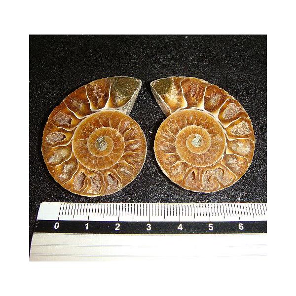 アモナイト化石 ペア　スタンド付き アモナイト化石 ペア スタンド付き 812unQULNLL.jpg_BO30,255,255,