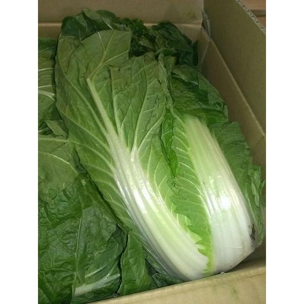 ●名称　白菜　九州各県産　 1ケース　 3玉〜4玉入り●産地名　九州各県産●内容量　1ケース3玉〜4玉入り　通常出荷される白菜の1/2ケース分●規格・サイズ　3玉〜4玉入り　入数指定不可●保存方法　生鮮食品であるため、到着後はすぐに開封し冷...