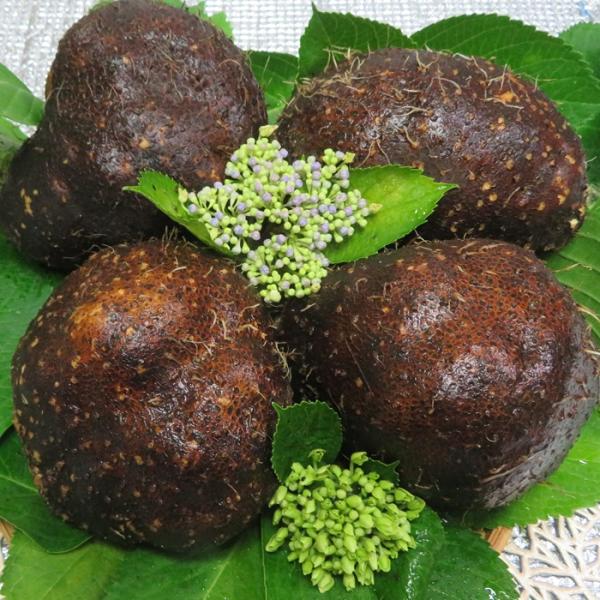 ★青森産の丸いも(つくね芋)　2ｋｇ（4〜6個）おススメ商品ですこのプレミアム青森産丸いもは、綺麗な滑らかな皮で、丸くて剥きやすくアクも出ませんすりおろすと極上の粘りつくね芋料理が初めての方に特におススメ山芋・つくね芋は身体への効能が高いパ...