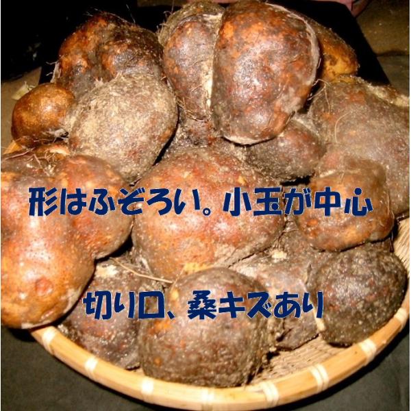 とれたて 令和7年産 新芋 丹波山の芋 ワケあり 2キロ (5〜9個) お手頃