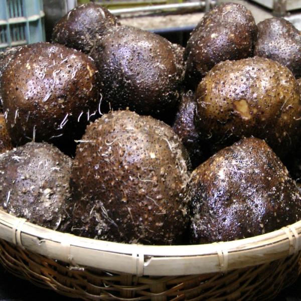 青森産 丸いも 小玉 2kg つくね芋 種芋 タネイモ 新芋 青森産 丸いも 小玉 2kg つくね芋 種芋 タネイモ 新芋