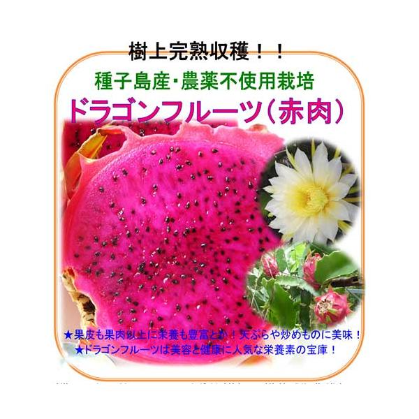 ドラゴンフルーツ 約3kg（230〜350gが12個入【産地直送