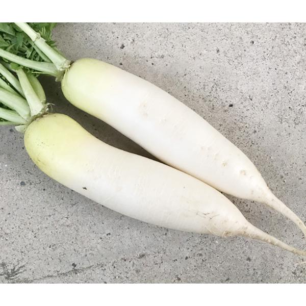 ※葉はカットしていることがあります。※小２本。農薬も肥料も使わず、自然のあるがままに限りなく近い究極の自然農法で作った大根です。生産者は熊本県の吉田よしさん。アレルギーなどは、農薬や化学肥料，添加物などに原因があるのではないかと思い、「本当...