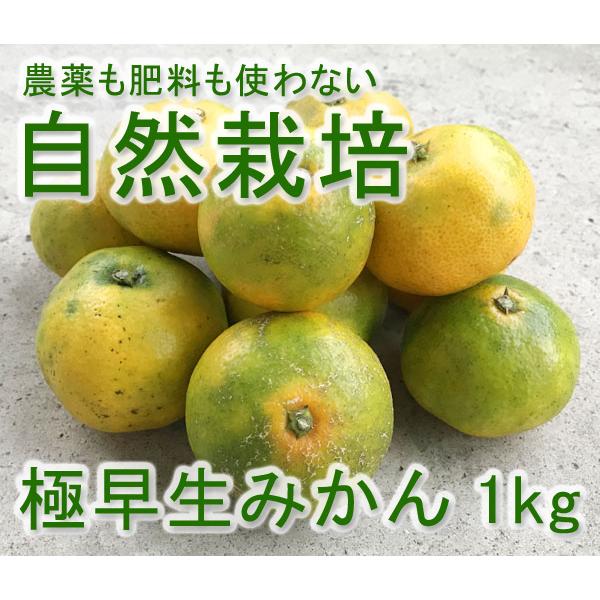 自然栽培 極早生みかん 1kg 熊本県産 無肥料無農薬の究極の自然農法 自然本来の酸味の中にしっかりとした甘みがありさっぱり