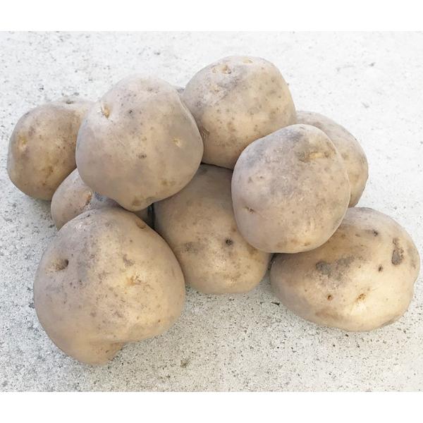 農薬は使わず、肥料も土に施さず、太陽と雨の自然の恵みと、大地の持つ力を最大限に発揮させて作った、究極の自然栽培農法のじゃがいも（サッシー）です。煮崩れしやすくホクホクした黄肉が特徴。低温貯蔵により旨味がアップします。生産者は北海道の秋場知則...