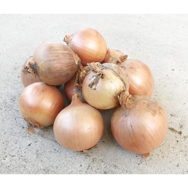 ※個数はその時によって変わります。※小さいです。北海道で30年以上、農薬は使わず、肥料も施さず、手間ひまと愛情をかけて育てられました。自然栽培の哲人秀さんと言われる父よりこの究極の農法を受け継いだ、佐藤哲義さん生産。1997年から約10年弱...