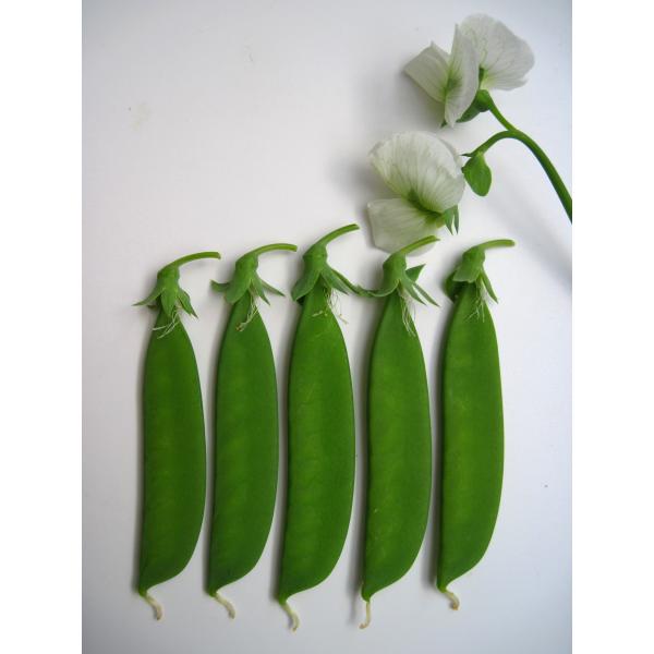 アサヒ農園 エンドウ 豌豆 えんどう みささ2000 1L : 種苗・園芸