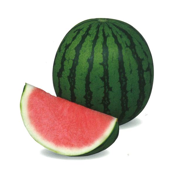 萩原農場 西瓜 スイカ すいか 種なし大玉西瓜 ナツイチ 100粒 : 種苗