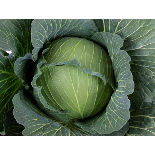 石井育種場 キャベツ きゃべつ 甘藍 龍渓(りゅうけい）コート5000粒