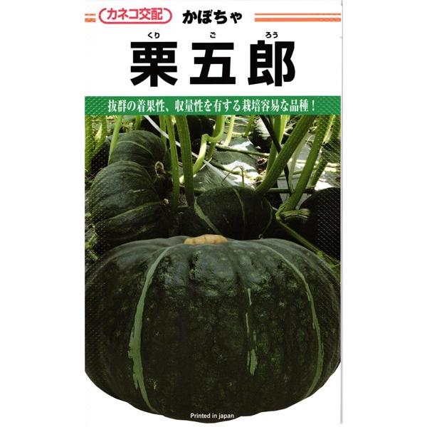 カネコ種苗 カボチャ 栗五郎 500粒 : 種苗・園芸ショップ 種もり