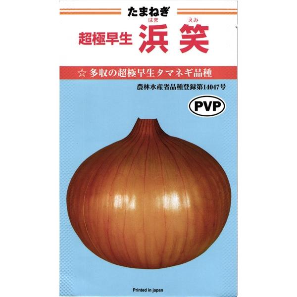 カネコ種苗 タマネギ 玉ねぎ 浜笑 コート5000粒 PVP : 種苗・園芸