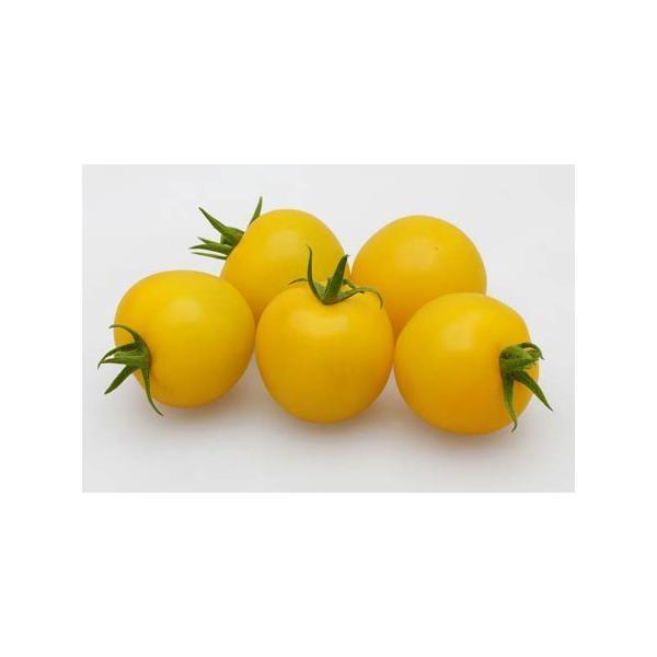 mainagamoto フテネコ 黄土色成型/茶縞 Yahoo!オークション -「フテネコ」の落札相場・落札価格