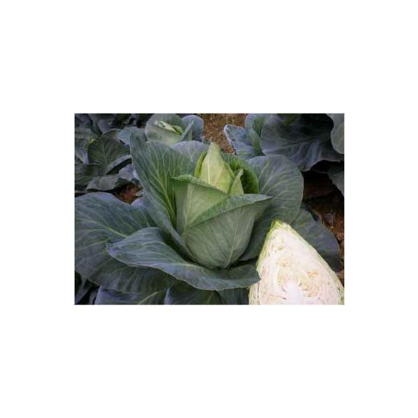 たね 小林種苗 キャベツ きゃべつ キャンディーグリーン 1500粒 : 種苗