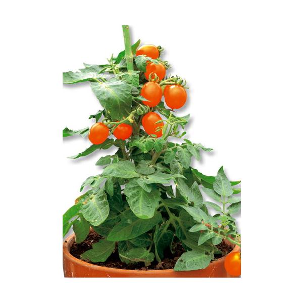 丸種 ミニトマト ぷちっ娘オレンジ 100粒 : 種苗・園芸ショップ 種もり