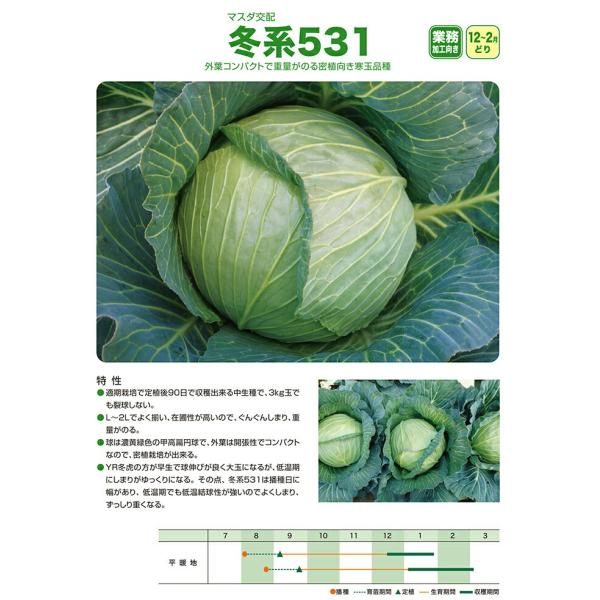 増田採種場 冬系531 キャベツ種子 3000粒 : 種苗・園芸ショップ 種もり