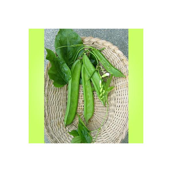 松永種苗 ナタマメ なたまめ 白大刀豆 1dl : 種苗・園芸ショップ