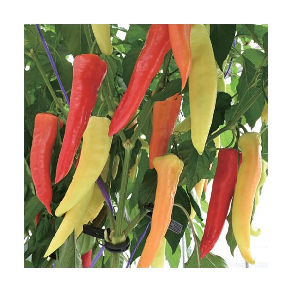 松永種苗  ピーマン　恋するクレヨン　小袋