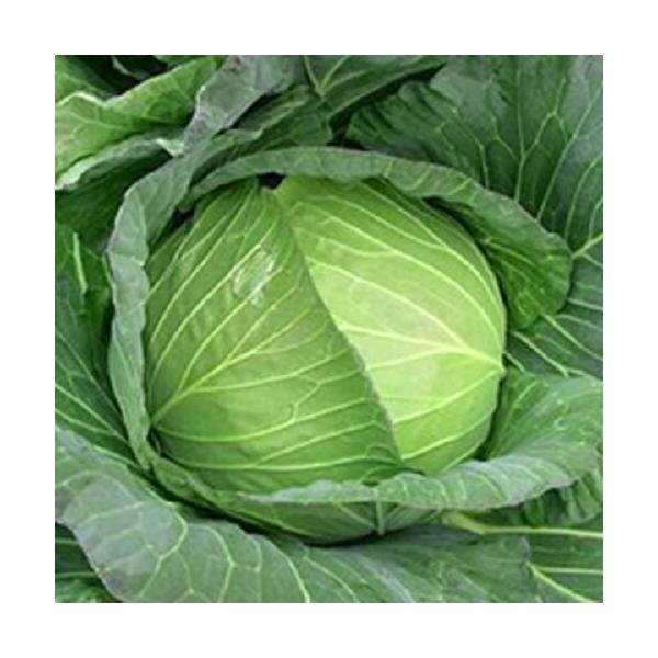 冬美（ふゆみ）