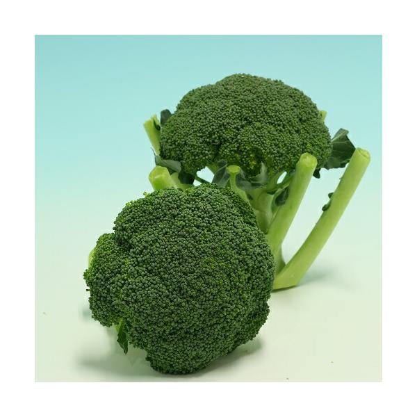 みかど協和 ブロッコリー スピードドーム052 コート 5000粒 : 種苗