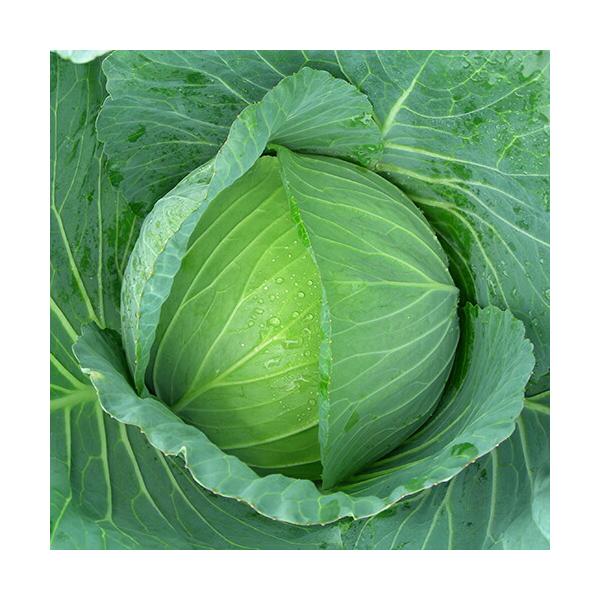 みかど協和 キャベツ きゃべつ シュシュ（MKS-C183) コート5000粒