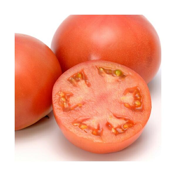 みかど協和 トマト TYみそら86 1000粒 : 種苗・園芸ショップ 種もり