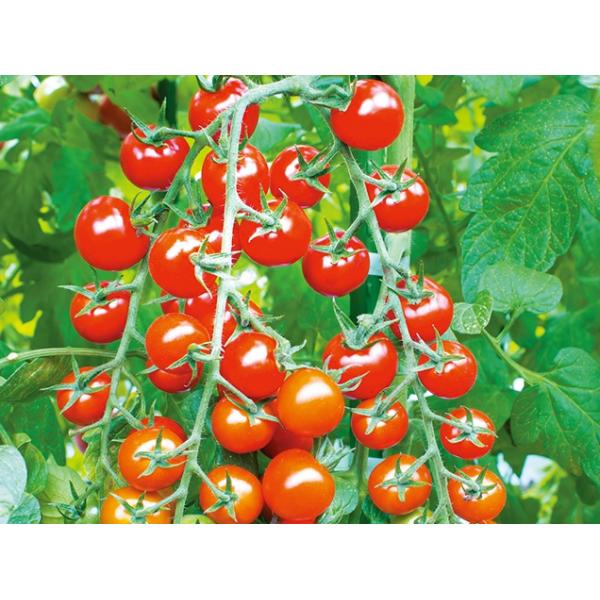 トマト tanemori-netshop_musasino-0010