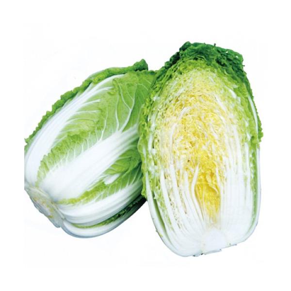 白菜 ハクサイ 【ムーンビーチ】 種 タネ SEED ※海外持ち出し禁止 たね 武蔵野種苗園 ハクサイ 白菜 はくさい ムーンビーチ コート