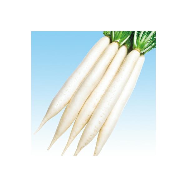 ナカハラのたね ダイコン 大根 早太郎大根 2dl : 種苗・園芸ショップ