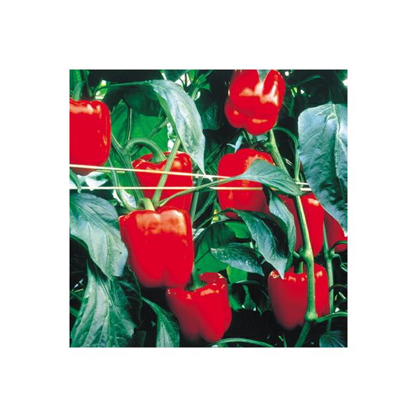 季節のおすすめ商品 ナカハラのたね レッドキングピーマン 100粒 F Irm Sakura Ne Jp