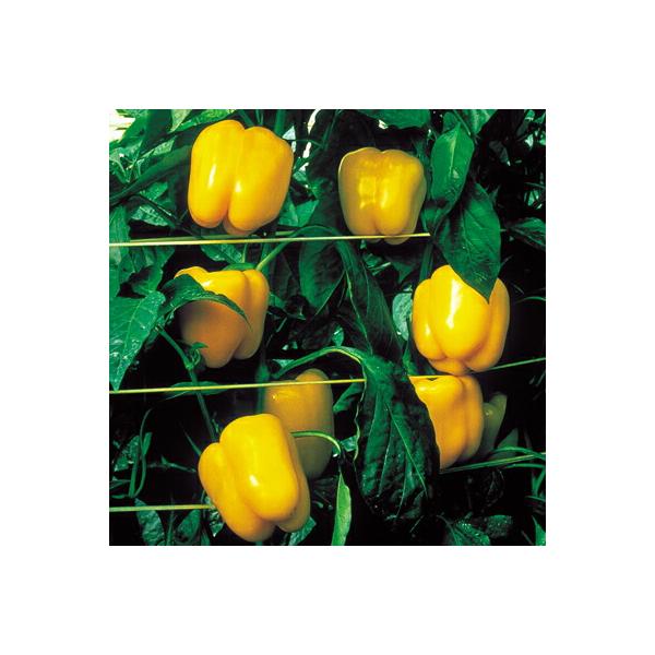 季節のおすすめ商品 ナカハラのたね レッドキングピーマン 100粒 F Irm Sakura Ne Jp