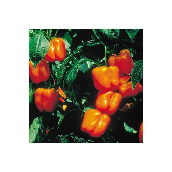 季節のおすすめ商品 ナカハラのたね レッドキングピーマン 100粒 F Irm Sakura Ne Jp