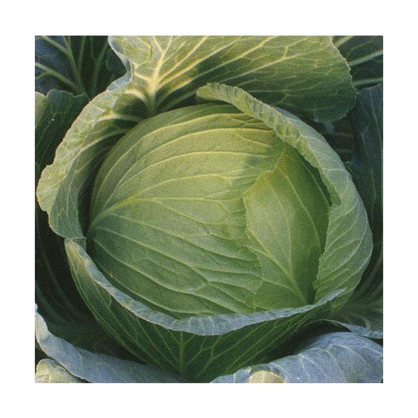 野崎採種場 キャベツ 冬魂 2500粒 : 種苗・園芸ショップ 種もり - 通販