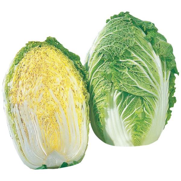 tanemori-netshop_sakata-0378