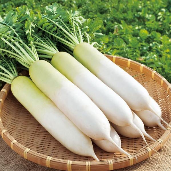 サカタのタネ ダイコン 大根 冬しぐれ 20ml : 種苗・園芸ショップ 種