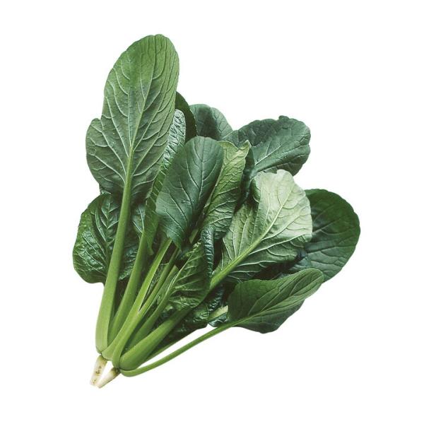 山陽種苗 コマツナ 小松菜 こまつな 小鉄小松菜 小袋 : 種苗・園芸