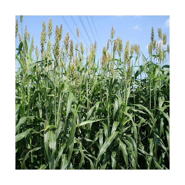 ソルゴー　牧草　8キロ ソルゴー 牧草 8キロ 【公式通販】