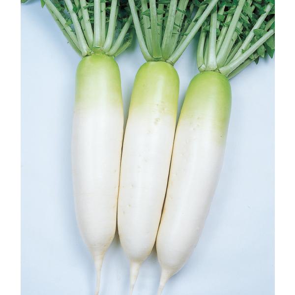 タキイ種苗 ダイコン 大根 緑輝 DF : 種苗・園芸ショップ 種もり