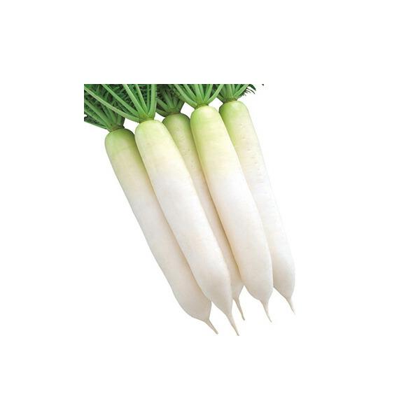 タキイ種苗 ダイコン 大根 だいこん 夏あおい 20ml : 種苗・園芸