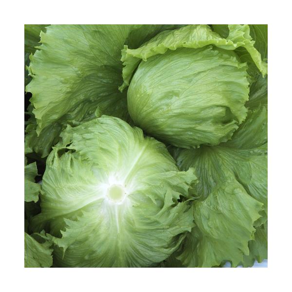 タキイ種苗 レタス ヒートガイ ペレット5000粒 : 種苗・園芸ショップ