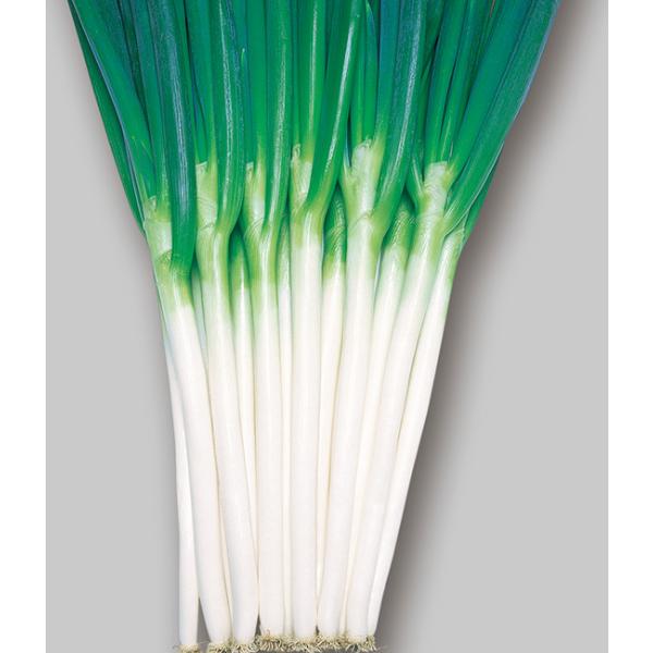 tanemori-netshop_takii-208
