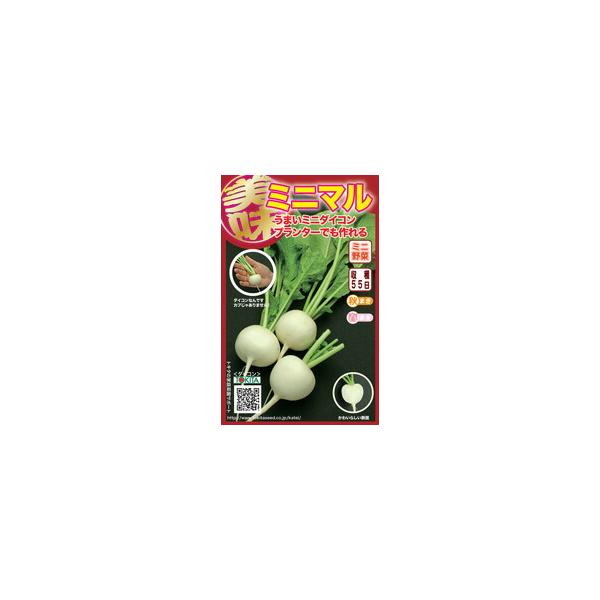 トキタ種苗 大根 ミニマルダイコン 小袋 :tokita-0144:種苗・園芸ショップ 種もり - 通販 - Yahoo!ショッピング トキタ種苗 大根 ミニマルダイコン 小袋 :tokita-0144:種苗・園芸ショップ 種もり - 通販 - Yahoo!ショッピング