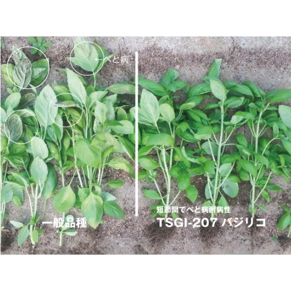 バジル品 園芸ネット本店｜バジル：スィートバジル3～3.5号ポット2株セット の