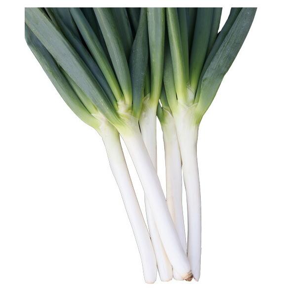 トキタ種苗 ネギ ねぎ 葱 なべちゃんゴールド 小袋 : 種苗・園芸